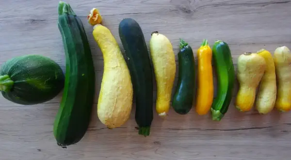 Une belle variété de courgettes, rondes, longues, vertes et jaunes, alignées sur un fond en bois.