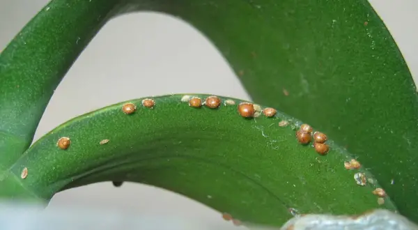 Feuilles vertes d'une plante envahies par des cochenilles. Voici comment se débarrasser des cochenilles pour sauver votre plante.