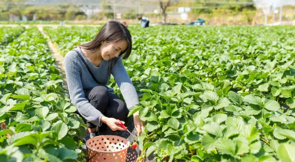 Une femme récolte des fraises dans un champ. Le moment idéal pour savoir quand planter fraisier est au printemps ou à l'automne.