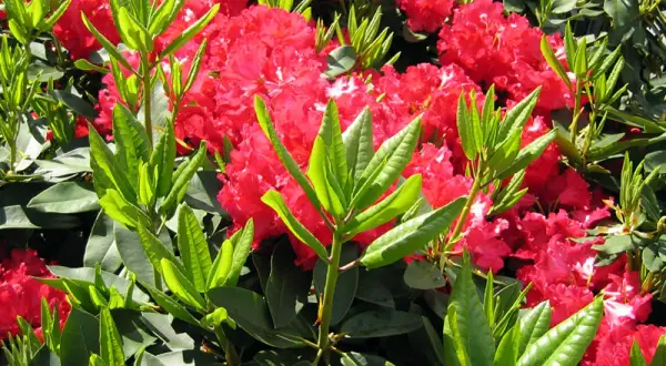 Magnifique exposition de rhododendrons aux fleurs rouges éclatantes et au feuillage vert luxuriant.