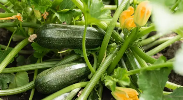 Courgettes vertes et fleurs jaunes sur un plant. Faut-il arroser les courgettes tous les jours? La réponse dépend de la météo et du sol.