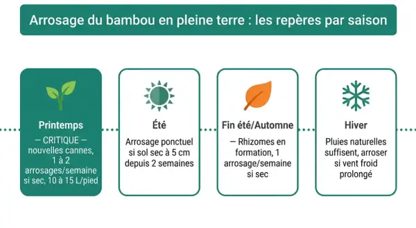 Guide saisonnier pour l'arrosage du bambou : printemps critique pour les nouvelles pousses, été ponctuel si sec, automne pour les rhizomes, hiver avec pluies naturelles.