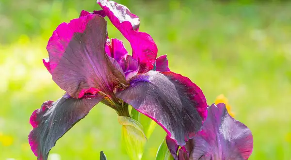 Fleur d'iris aux pétales sombres et violets, bordés de rose vif, épanouie dans une plantation d'iris ensoleillée.