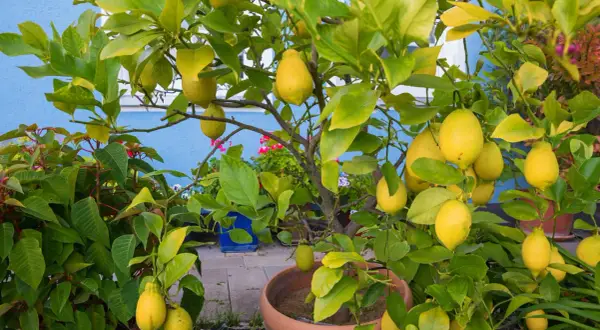 Un citronnier chargé de fruits jaunes dans un pot. Il est temps de savoir quand rempoter un citronnier pour qu'il continue de prospérer.