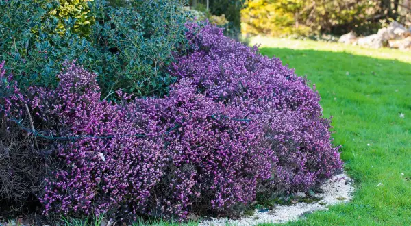 Un tapis de fleurs d'hiver violettes, des bruyères, borde une pelouse verte. Derrière, des arbustes persistants aux feuilles sombres et une touche de jaune.