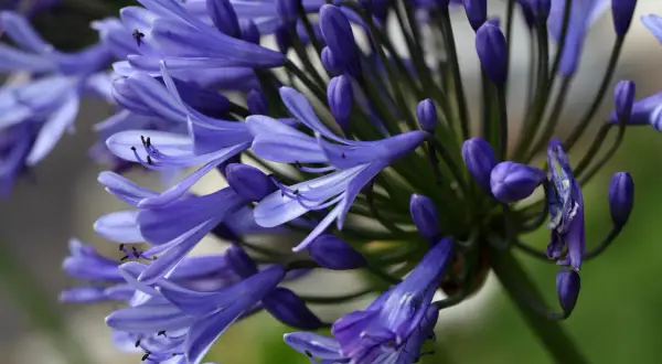 Gros plan sur une agapanthe en pleine terre, ses fleurs bleues éclatantes et ses boutons violets promettent une floraison estivale.