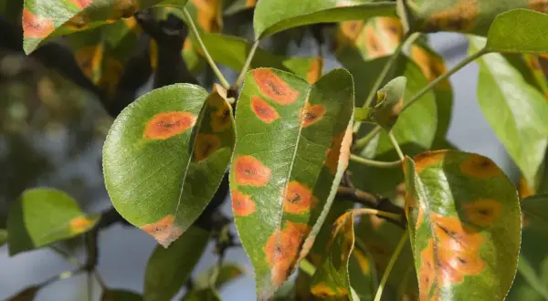 Feuilles vertes parsemées de taches orangées et brunes, évoquant la rouille de l'ail, sur un arbre.