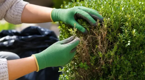 Mains gantées vertes retirant des branches mortes d'un buis, signe de la pyrale du buis.