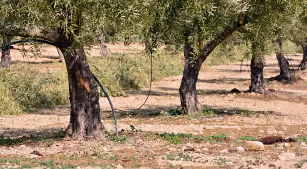Des oliviers dans un champ, prêts à être arrosés. Le sol est sec et caillouteux, parfait pour planter un olivier.