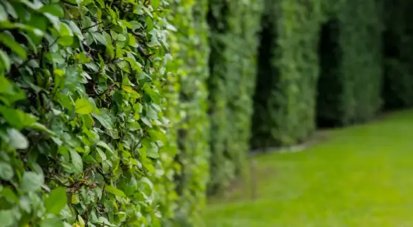 Une haie vive luxuriante borde une pelouse verte. Les feuilles denses créent un mur végétal naturel, invitant à la promenade.