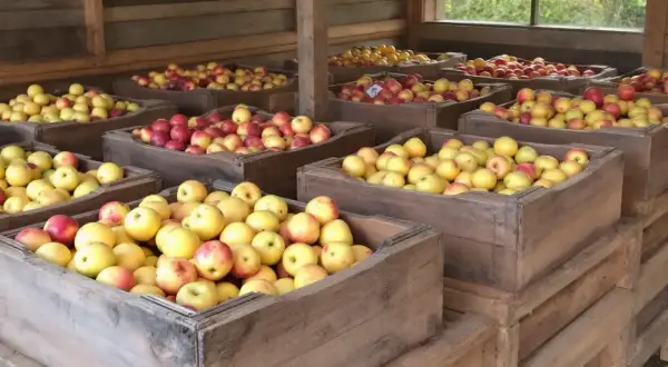 Des caisses en bois remplies de pommes jaunes et rouges, prêtes pour quand ramasser les pommes.