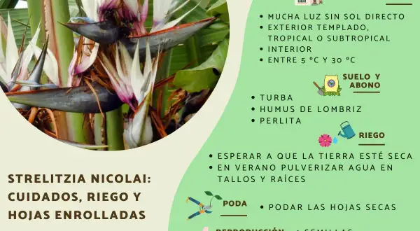 Gros plan sur une fleur d'oiseau du paradis, avec des conseils pour l'entretien de la Strelitzia Nicolai.