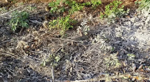 Terre recouverte de brindilles sèches, de feuilles mortes et d'une fine couche de cendre dans un jardin. Des pousses vertes émergent timidement.