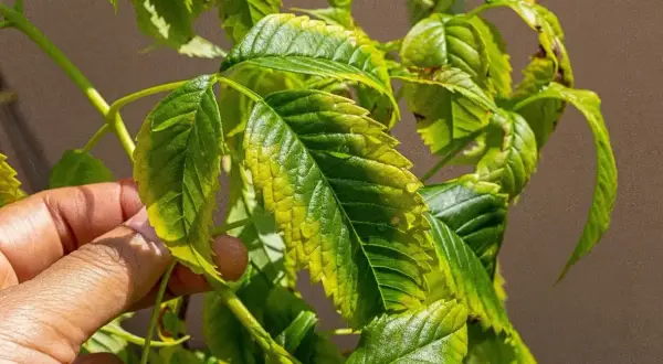 Une main examine des feuilles de framboisier jaunies, signe d'un ennemi du basilic qui attaque la plante.