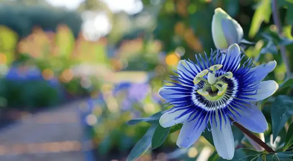 Une magnifique passiflore bleue et blanche s'épanouit dans un jardin ensoleillé, avec un chemin flou en arrière-plan.