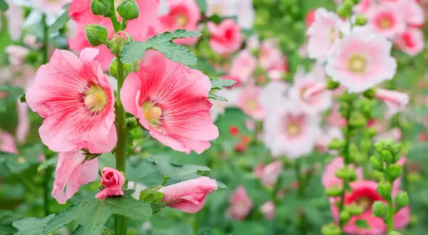 Fleurs roses de **hibiscus syriacus** épanouies, avec des bourgeons verts sur la tige.