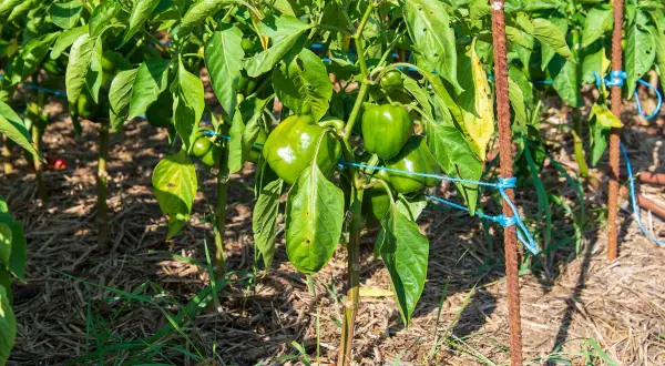 Gros poivrons verts mûrs sur une poivron plante, soutenue par des tuteurs rouillés et des liens bleus. Le sol est couvert de paillis.