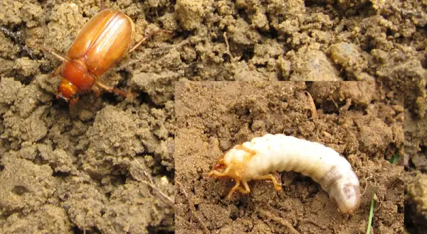 Un hanneton brun et sa larve, la larve de hanneton, se prélassent dans la terre.