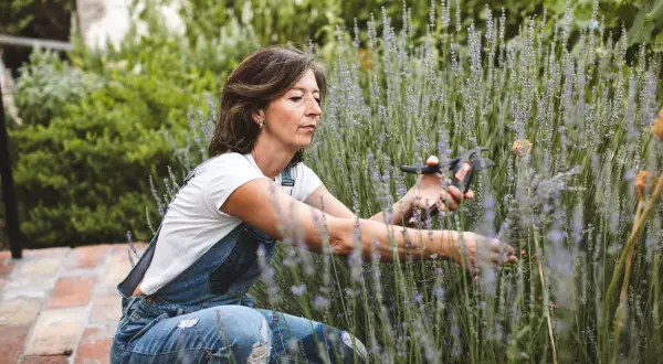 Femme en salopette bleue effectuant le bouturage de lavande, ciseaux à la main, au milieu d'un champ de lavande en fleurs.