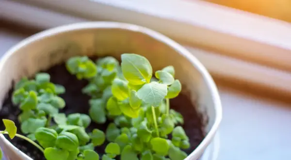 Jeunes pousses de basilic dans un pot, prêtes à être plantées. La lumière du soleil illumine les feuilles vertes.