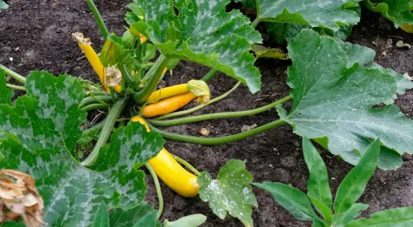 Courgettes jaunes poussent dans la terre, mais leurs feuilles montrent des signes d'oidium, une maladie fongique.