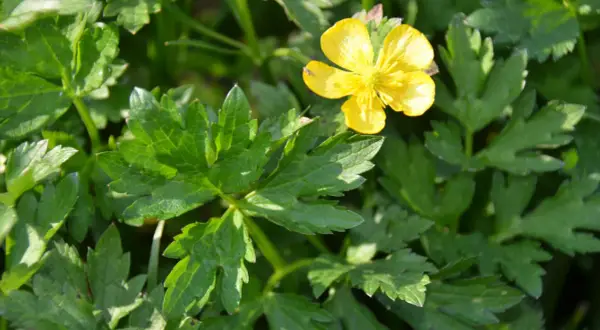 Un petit bouton d'or jaune brille au milieu de feuilles vertes luxuriantes.