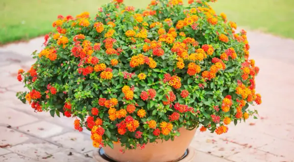 Gros buisson de fleurs orange et rouges dans une plante en pot plein soleil, sur un sol pavé.