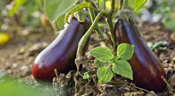 Deux aubergines violettes, prêtes à être cueillies à pleine maturité, poussent sur leur plant dans un sol terreux.