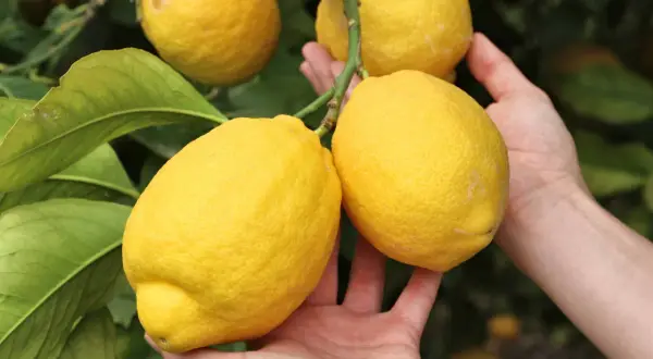 Mains tenant des citrons mûrs sur un citronnier en pleine floraison.