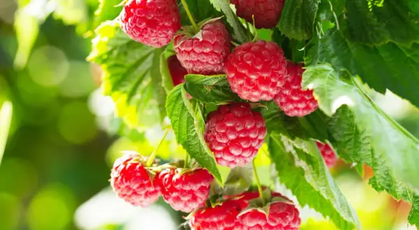 Gros plan sur des framboises rouges et juteuses sur une branche, prêtes à être cueillies. Un bon engrais framboisier a permis cette belle récolte.