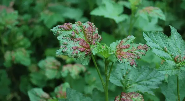Feuilles vertes couvertes de pustules rouges, signe d'une maladie du mirabellier.