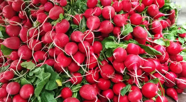 Un tas de radis rouges vifs, prêts à être dégustés. Leur piquant naturel, une question de chimie, est une surprise gustative.