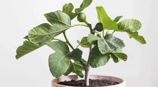 Jeune figuier en pot, ses feuilles vertes et lobées montrent des signes de **maladie des feuilles**, avec quelques taches grisâtres.