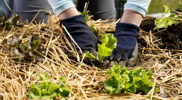 Mains gantées plantant des laitues dans un potager avec du paillage de paille. Le paillage potager protège les jeunes pousses.