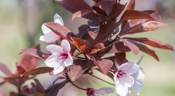 Fleurs délicates de prunier sauvage, aux pétales rosés et au cœur pourpre, se mêlant à des feuilles d'un rouge profond.