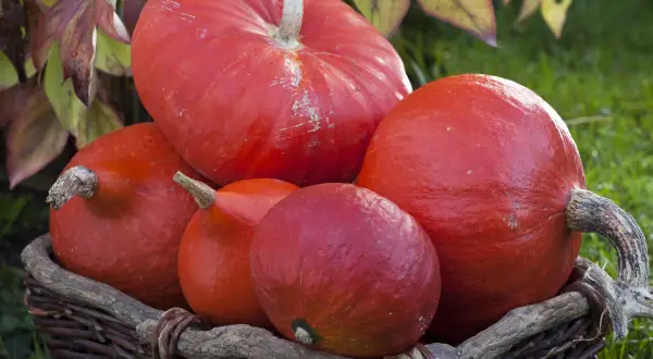 Un panier rempli de potimarrons rouges. La durée de conservation du potimarron est longue, parfait pour l'automne.