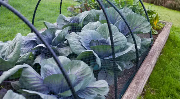 Choux rouges protégés par un filet dans un potager, à l'abri des limaces.