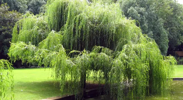 Un magnifique saule pleureur aux branches tombantes se reflète dans l'eau d'un étang, entouré d'une pelouse verte et d'arbres luxuriants.
