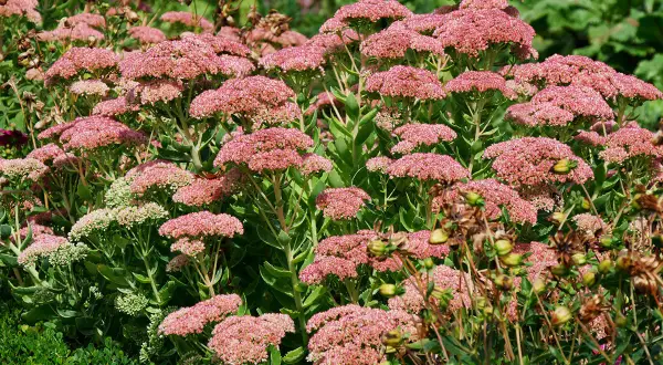 Un parterre de **différents sedums** aux grappes de fleurs roses et verdâtres, avec des tiges épaisses et des feuilles charnues.