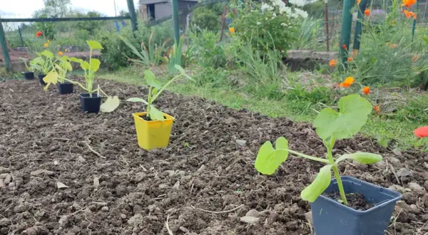 Jeunes plants de courgettes en pots, prêts à être repiqués. Le potager attend patiemment quand ramasser les courgettes.