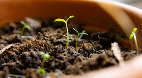 De jeunes pousses d'agapanthe émergent de la terre, promesse de futures fleurs bleues. La vie commence à partir d'une simple agapanthe graine.
