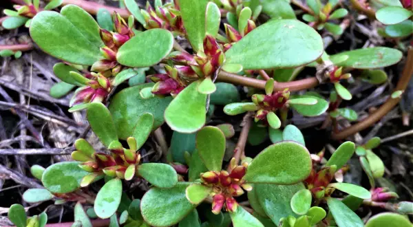Plantes de pourpier, certaines feuilles montrent des signes de pourpier danger, avec des bords noircis et desséchés.