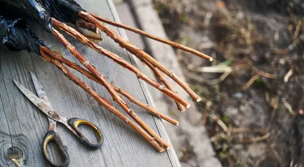 Des framboisiers prêts à être plantés, avec des ciseaux à portée de main. Le printemps est le moment idéal quand planter framboisier pour de belles récoltes.