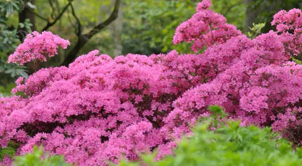Un magnifique rhododendron rose, prêt à tailler pour une floraison éclatante.