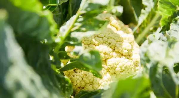 Gros plan sur une tête de chou-fleur blanc crémeux, cachée par ses grandes feuilles vertes. La culture du chou-fleur est un art.