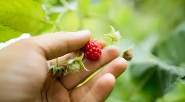 Main d'une personne tenant une framboise rouge mûre, avec des feuilles vertes floues en arrière-plan. Une bouture de framboisier prometteuse.