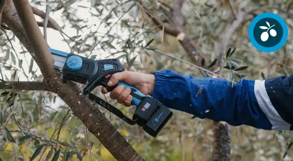 Une main utilise une tronçonneuse électrique pour tailler un olivier. C'est le moment idéal pour savoir quand tailler un olivier.