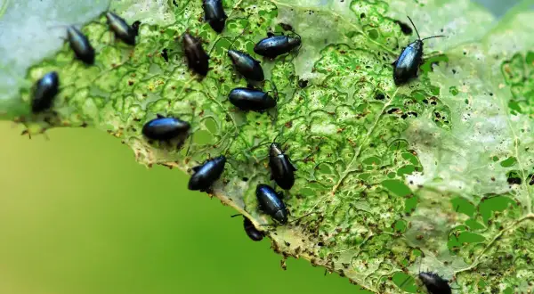 Une feuille de chou dévorée par de nombreuses altises noires. Un traitement est nécessaire pour protéger les cultures.