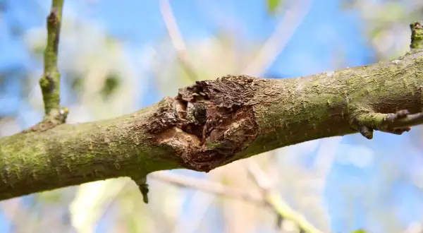 Gros plan d'une branche de pommier atteinte d'une maladie, montrant une lésion sur l'écorce.