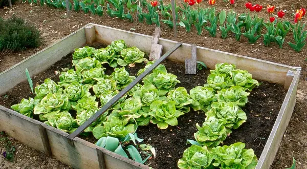 Carré potager rempli de semis de salade bien verts, avec des tulipes en arrière-plan.